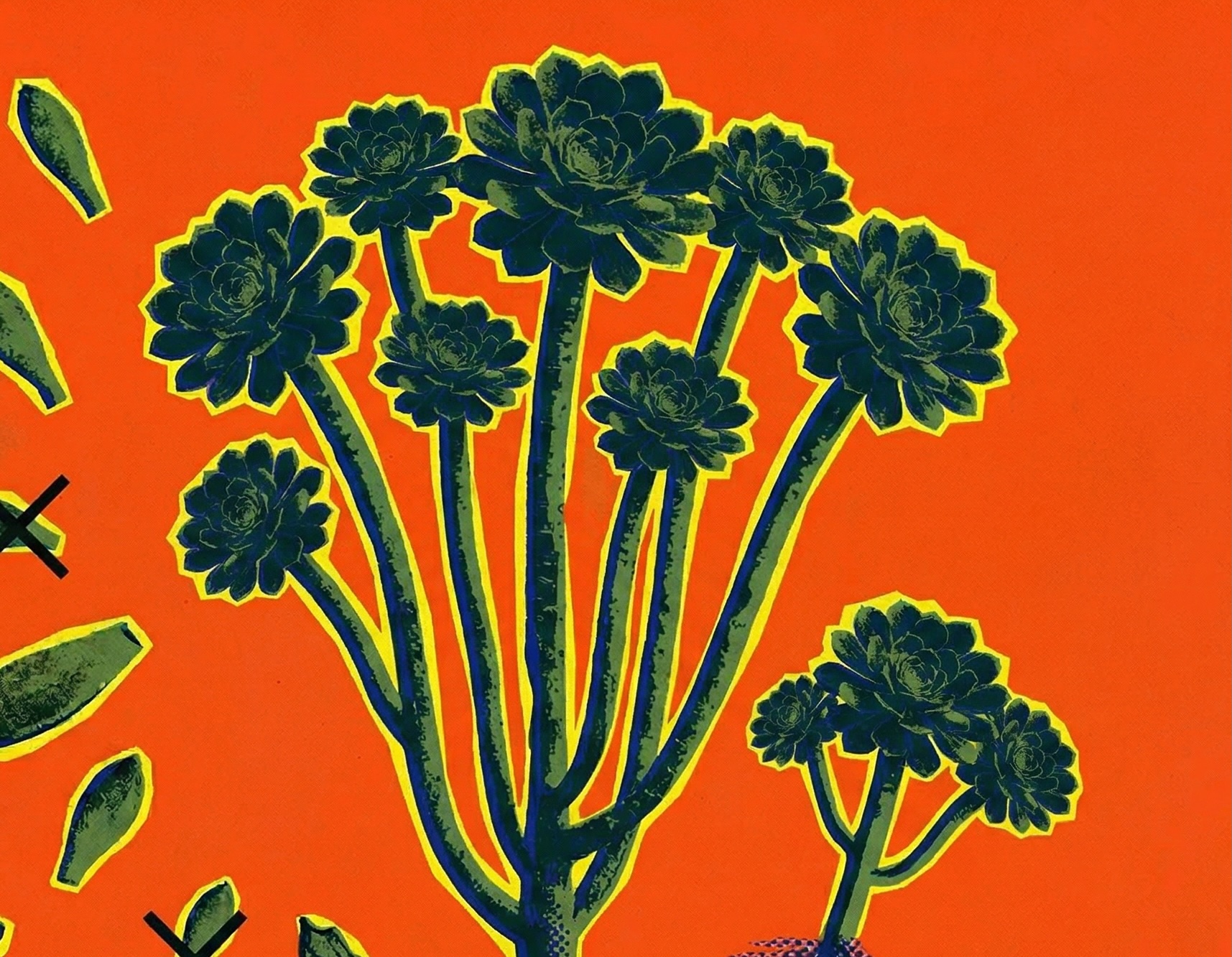Aeonium
